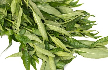 Fototapeta premium Green Chiretta or Andrographis Paniculata Leaves Isolated on White Background, Also Known as Kalmegh, Uses Ayurvedic Herbal Medicine