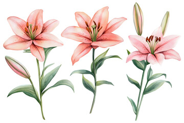 Naklejka premium Watercolor lily flowers collection isolated on a white background