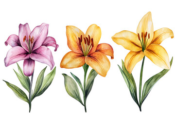Obraz premium Watercolor lily flowers collection isolated on a white background