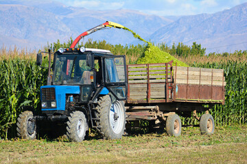 Fototapeta premium An old rural tractor collects a rich crop of corn from the field. Concept of agronomy and business. Combine harvester is working in the field