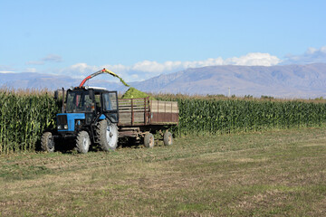 An old rural tractor collects a rich crop of corn from the field. Concept of agronomy and business. Combine harvester is working in the field