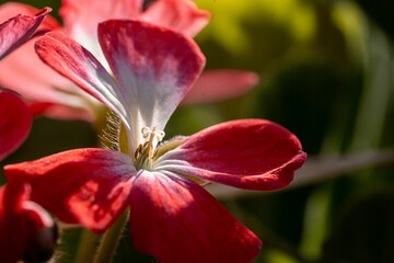 Close-up of a vibrant red flower with delicate petals.