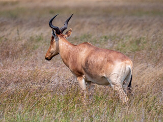 Red hartebeest (Alcelaphus buselaphus) standing in the savannah of the Serengeti National Park. 