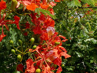 flame tree or delonix regia in bloom, close up with red flowers. Tropical flowering tree, royal...