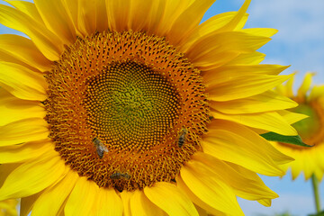 On field of sunflowers bees sits on sunflower, close-up