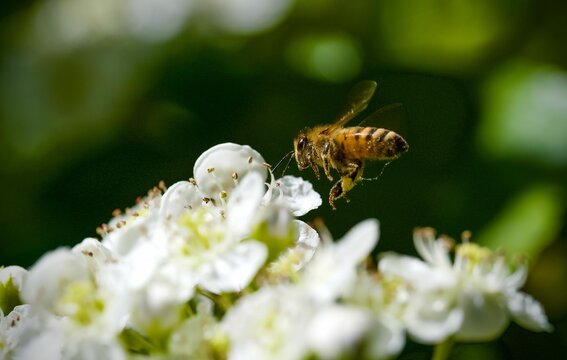 Honeybee hovering over white flowers