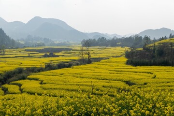Vibrant canola fields with mountain backdrop