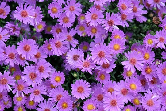 Vibrant purple asters in full bloom.