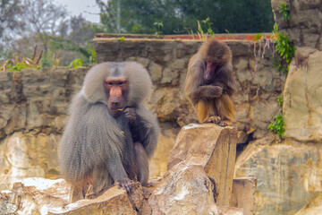 Obraz premium The Hamadryas Baboon: A Primate Species in a Zoo