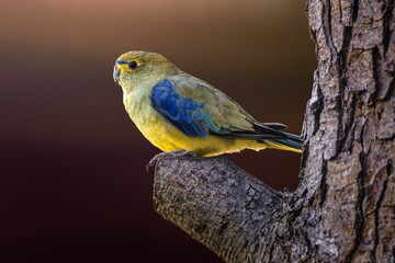 Obraz premium Vibrant parrot on tree branch