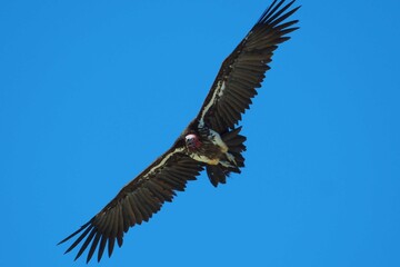 Flying lappet faced vulture in Namibia