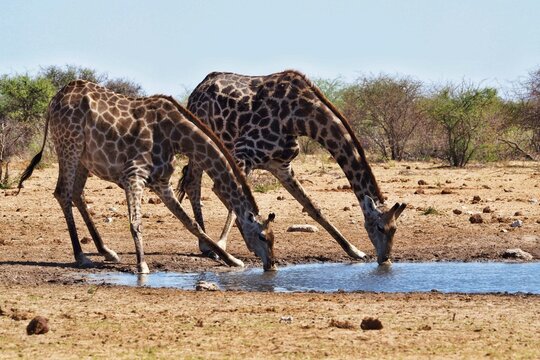Two giraffes drinking in Namibia