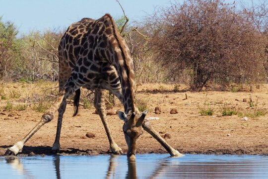 Drinking giraffe in Namibia