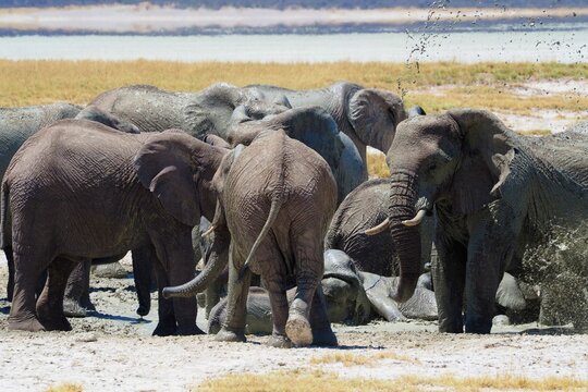 Elephant herd mud bath in Namibia