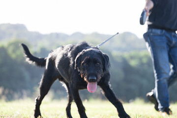 公園で散歩するカメラ目線の犬　熱さを調整するので舌を出す