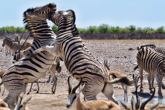 Zebra fight in Namibia