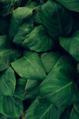 Obraz premium leaves of Spathiphyllum cannifolium, abstract green texture, nature background, tropical leaf