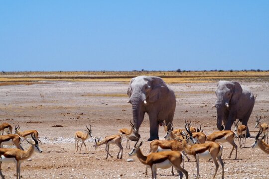 Make way for the Desert Elephants