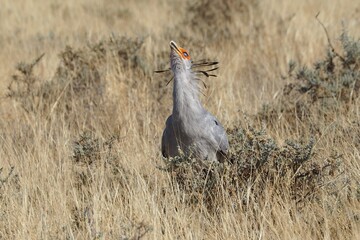 Secretary bird swallows snake in Namibia