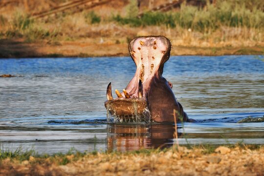 Yawning hippo in Namibia