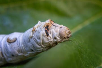 Close-up of a silkworm on a green leaf, showcasing its texture and details in a natural setting.
