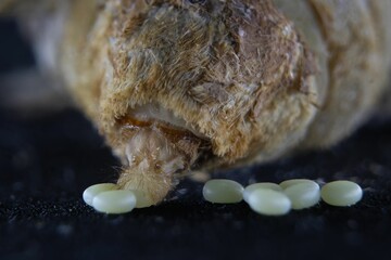 Close-up view of a silkworm laying eggs.
