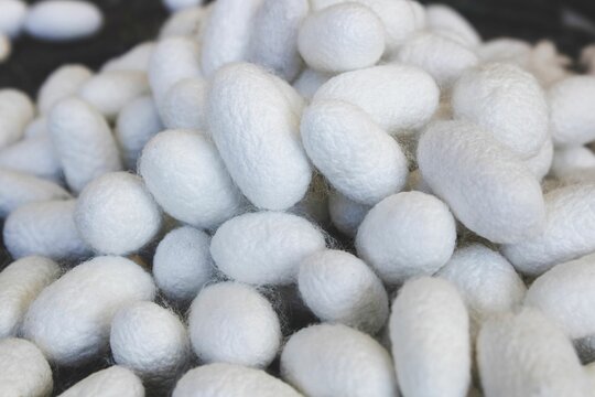 Close-up of white silk cocoons used in textile production, showcasing their texture