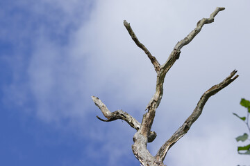 dead tree, blue sky with clouds, withered branches of a dead tree, dead branches reaching into the sky