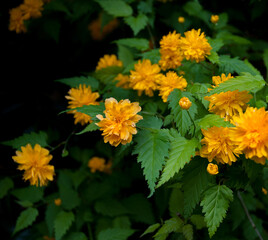 Kerria japonica ‘Peniflora’