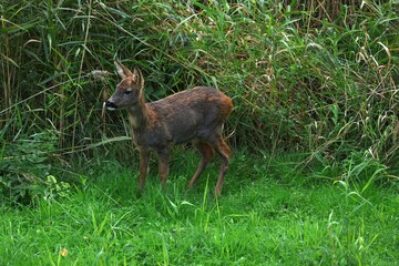 Young Deer in a Lush Meadow
