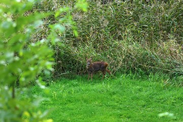 Deer in a lush green meadow