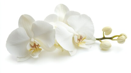 Elegant White Orchid Blooms on a Soft Background