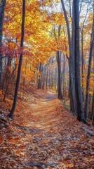 Obraz premium Autumn Forest Path