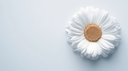 A beautiful daisy in full bloom, white petals perfectly arranged around a golden center, floating on a clean white background, minimalist composition