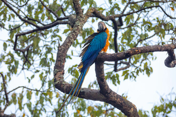 Wild tropical Brazilian Blue and Yellow Macaw. Blue and Yellow Macaw (Ara ararauna)