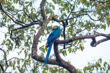 Wild tropical Brazilian Blue and Yellow Macaw. Blue and Yellow Macaw (Ara ararauna)