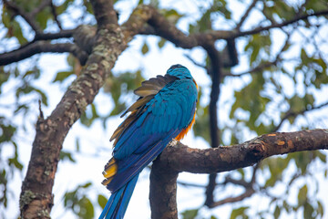 Wild tropical Brazilian Blue and Yellow Macaw. Blue and Yellow Macaw (Ara ararauna)