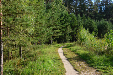 a path through a forest with a trail that has a tree on it