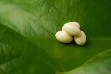 white softgels herbal medicine on leaves, capsules with vitamin E, Cod liver oil, DHA, Fish oil omega 3