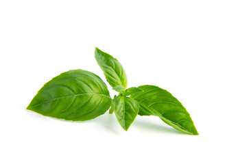 Fresh green basil leaves, isolated on white background.