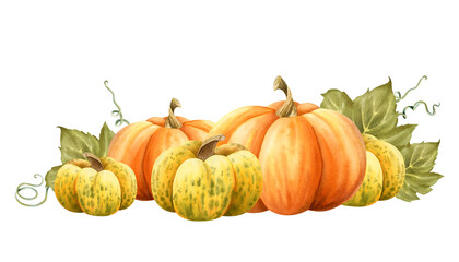 Growing pumpkins harvest with green leaves illustration isolated on white. Ripe fall orange and yellow gourds vegetables for autumn Thanksgiving designs and cards. Horizontal October composition