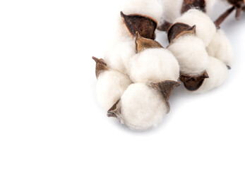 Cotton plant flower isolated on white background