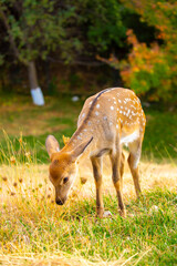 Beautiful sika deer in the autumn forest against the background of colorful foliage of trees. The deer looks to the sides and chews the grass. Fabulous forest autumn landscape with wild animals.