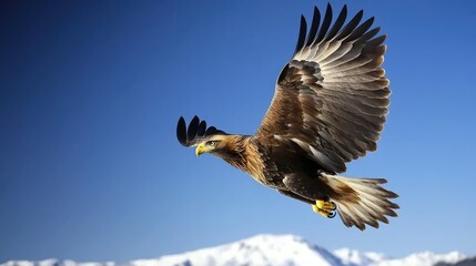 Golden Eagle in Flight Against Clear Blue Sky