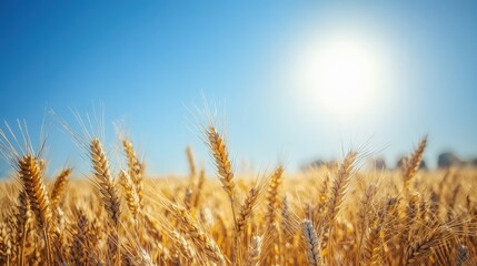 Fototapeta premium Golden Wheat Field Under Bright Summer Sun