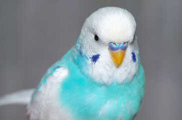 blue and white wavy parrot