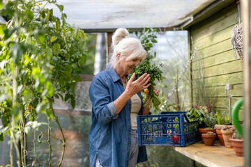 Elderly woman with a bunch of fresh herbs in a greenhouse
