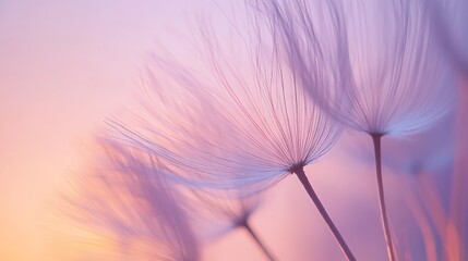 Close-up of dandelion seeds gently floating through the air against a soft pastel sunset sky, creating a peaceful and tranquil moment