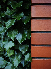 Ivy-Covered Brick Wall in Fort Wayne - Textured Eye-Level View