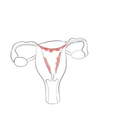 Weibliches Geschlechtsorgan